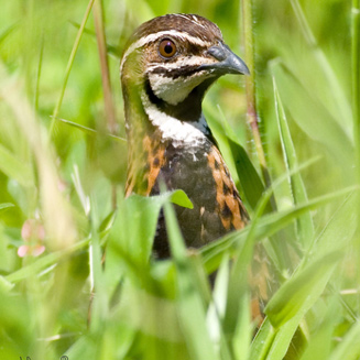 Coturnix delegorguei (Harlequin quail) 