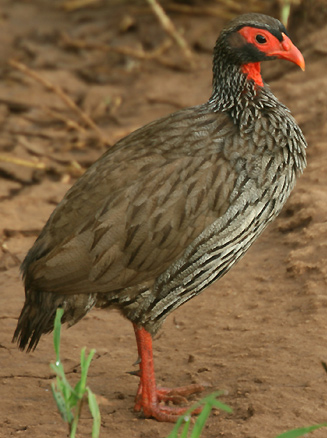Pternistis afer (Red-necked spurfowl, Red-necked francolin) 