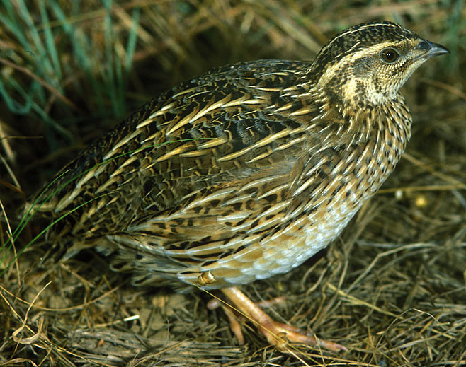 Coturnix coturnix (Common quail)