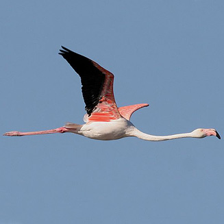 Phoenicopterus ruber (Greater flamingo) 