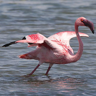 Phoenicopterus minor (Lesser flamingo)