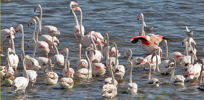 Phoenicopterus ruber (Greater flamingo) 