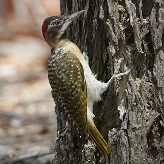 Campethera bennettii (Bennett's woodpecker)