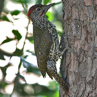 Campethera notata (Knysna woodpecker) 