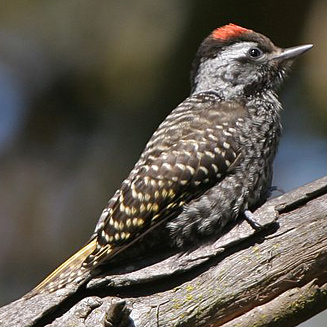 Dendropicos fuscescens (Cardinal woodpecker) 