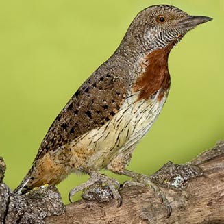 Jynx ruficollis (Red-throated wryneck) 