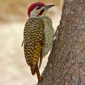 Campethera bennettii (Bennett's woodpecker)