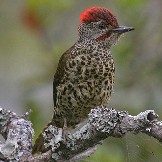 Campethera notata (Knysna woodpecker)