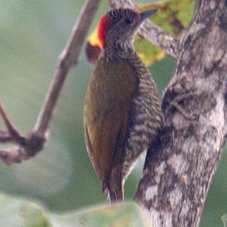 Campethera cailliautii (Green-backed woodpecker, Little spotted woodpecker) 