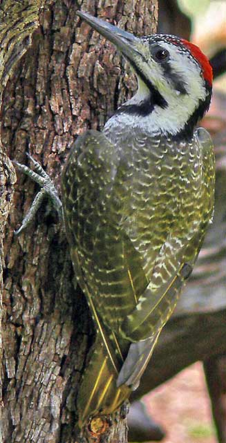 Dendropicos namaquus (Bearded woodpecker) 