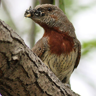 Jynx ruficollis (Red-throated wryneck)