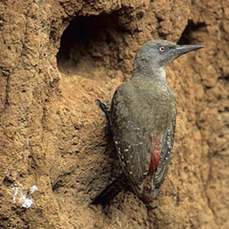 Geocolaptes olivaceus (Ground woodpecker)
