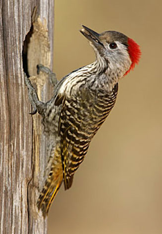 Dendropicos fuscescens (Cardinal woodpecker)