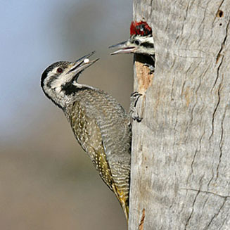 Dendropicos namaquus (Bearded woodpecker)