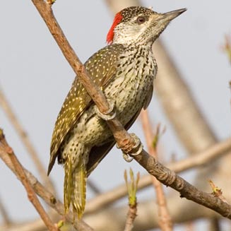 Campethera abingoni (Golden-tailed woodpecker) 