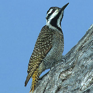 Dendropicos namaquus (Bearded woodpecker) 
