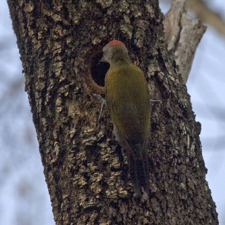 Dendropicos griseocephalus (Olive woodpecker) 