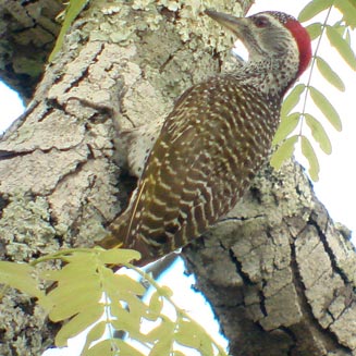 Campethera scriptoricauda (Speckle-throated woodpecker) 
