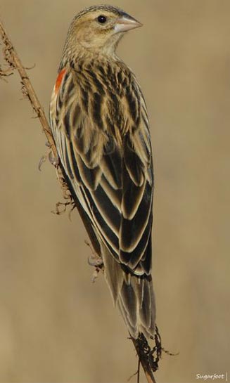 Euplectes axillaris (Fan-tailed widowbird, Red-shouldered widow) 