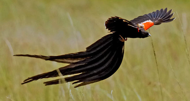 Euplectes progne (Long-tailed widowbird, Long-tailed widow) 