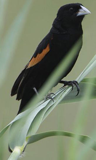 Euplectes axillaris (Fan-tailed widowbird, Red-shouldered widow) 