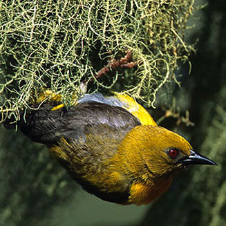 Ploceus olivaceiceps (Olive-headed weaver)