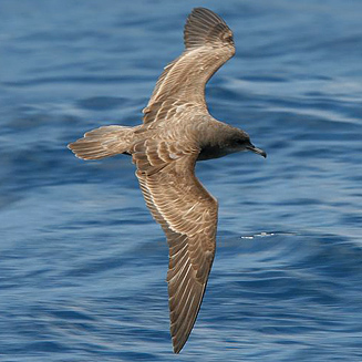 Puffinus pacificus (Wedge-tailed shearwater) 