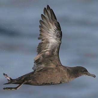 Puffinus griseus (Sooty shearwater) 