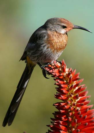 Promerops gurneyi (Gurney's sugarbird) 