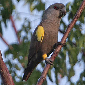 Poicephalus rueppellii (Rppell's parrot) 