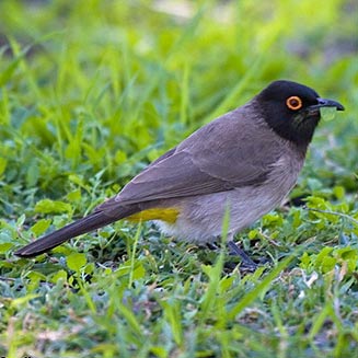 Pycnonotus nigricans (African red-eyed bulbul, Red-eyed bulbul) 
