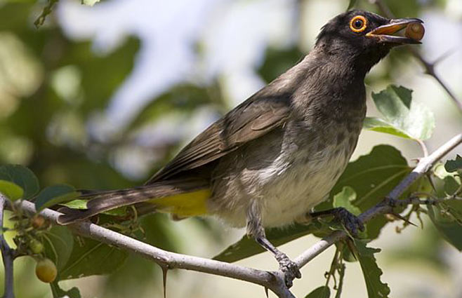 Pycnonotus nigricans (African red-eyed bulbul, Red-eyed bulbul)