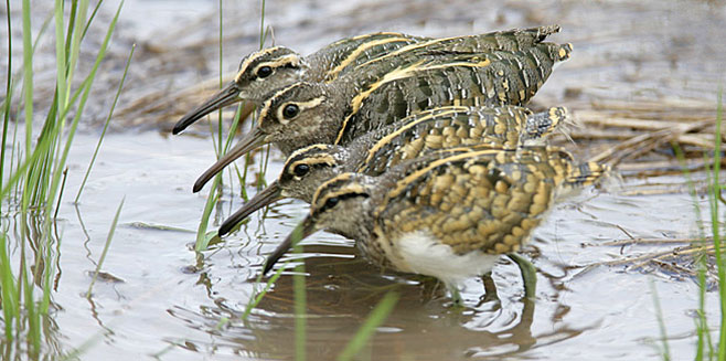Rostratula benghalensis (Greater painted-snipe, Painted snipe)
