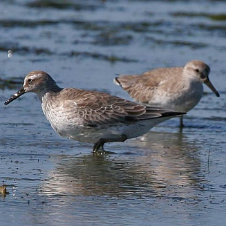 Calidris canutus (Red knot, Common knot) 