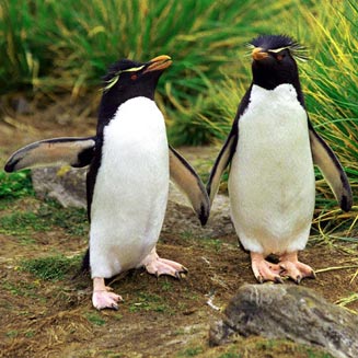Eudyptes chrysocome (Rockhopper penguin) 