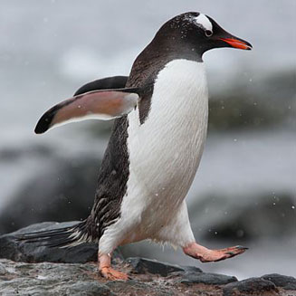 Pygoscelis papua (Gentoo penguin)