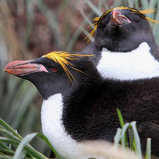 Eudyptes chrysolophus (Macaroni penguin)