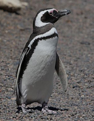 Spheniscus magellanicus (Magellanic penguin) 