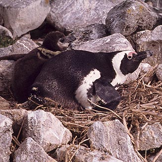 Spheniscus demersus (African penguin, Jackass penguin)