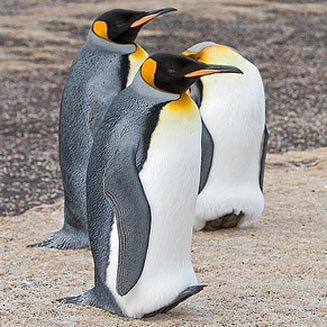 Aptenodytes patagonicus (King penguin) 