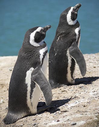 Spheniscus magellanicus (Magellanic penguin)