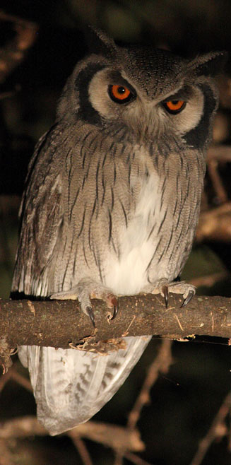 Ptilopsis granti (Southern white-faced scops-owl, White-faced owl) 