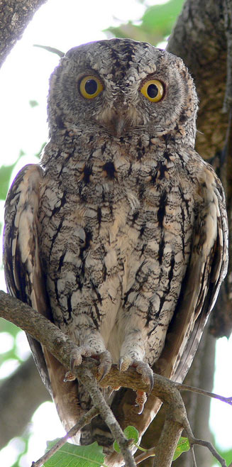 Otus senegalensis (African scops-owl) 