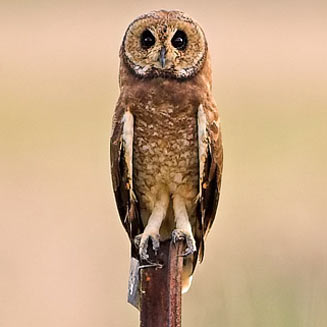 Asio capensis (Marsh owl) 