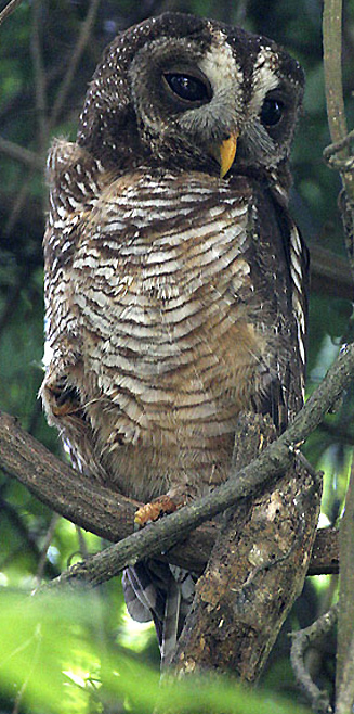 Strix woodfordii (African wood-owl)