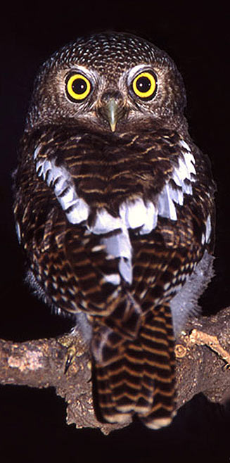 Glaucidium capense (African barred owlet, Barred owl) 