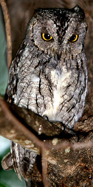 Otus senegalensis (African scops-owl) 