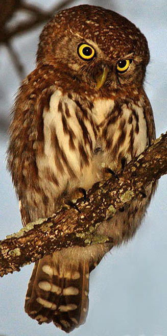 Glaucidium perlatum (Pearl-spotted owlet, Pearl-spotted owl) 