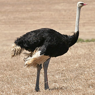 Struthio camelus (Common ostrich)