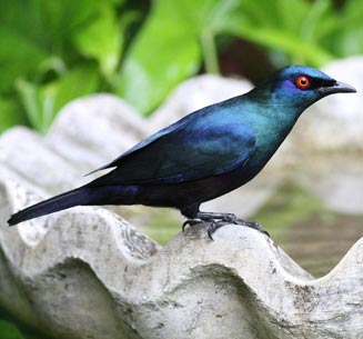 Lamprotornis corruscus (Black-bellied starling) 